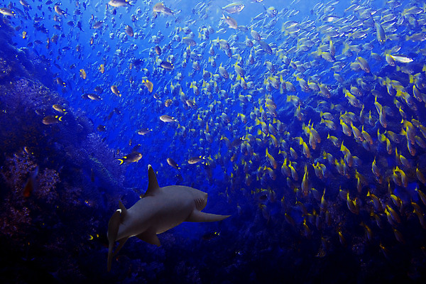 포토 JPG 해외이미지 동물 아시아 파도 바다 학교 자연 어류 풍경 사람없음 물 파란색 노란색 수중 수영 산호 다이빙 사냥 지느러미 상어 암초 말레이시아 추적 깊이 소금물 아네모네 해외202004 해외포토 자연요소 교육 꽃 나라 컬러 모션 수중동물 수상스포츠 자포동물 생태계 수중스포츠 파일형식 이미지허브