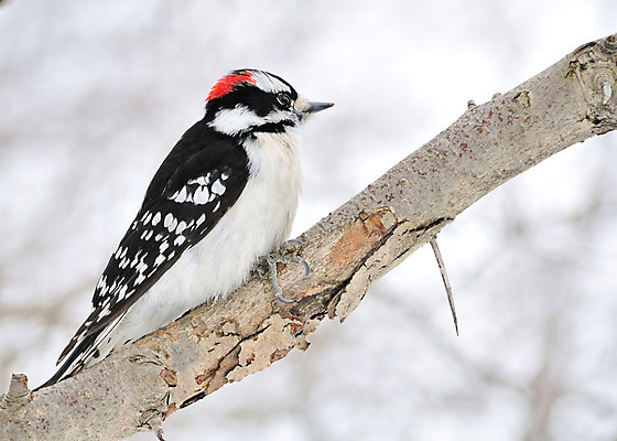 포토 JPG 해외이미지 야생동물 자연 조류 사람없음 야외 숲 해외202004 해외포토 동물 생태계 파일형식 이미지허브