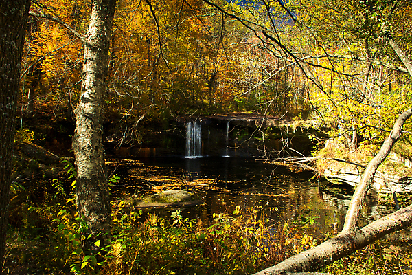 포토 JPG 해외이미지 나무 식물 잎 자연 풍경 사람없음 야외 초록색 컬러풀 햇빛 노란색 가을 숲 해외202004 해외포토 계절 컬러 태양 생태계 파일형식 이미지허브