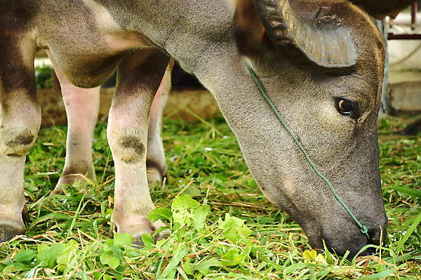 포토 JPG 해외이미지 나무 동물 아시아 문화 백그라운드 밭 농업 포유류 태국 자연 근육 노동자 생물 뿔 사람없음 야외 초록색 물 농장 수확 연못 업무 뜨거움 소 농부 큼 오두막 진흙 무거움 동물상 해외202004 해외포토 자연요소 식물 직업 나라 산업 컬러 조형물 작업 무게 크기 생태계 파일형식 이미지허브