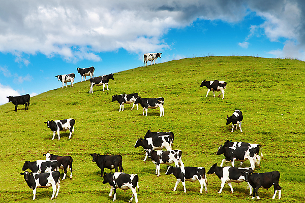 포토 JPG 해외이미지 주간 여러마리 풍경 사람없음 야외 농경지 마을 가축 목장 시골 소 송아지 해외202004 해외포토 자연요소 동물 새끼 다수 포유류 농장 파일형식 이미지허브