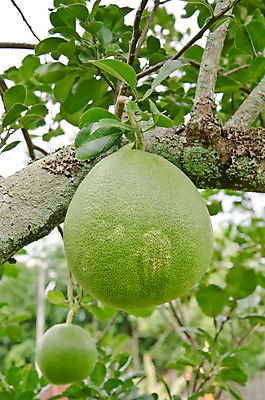 포토 JPG 해외이미지 나무 식물 아시아 음식 백그라운드 잎 농업 다이어트 오렌지 과일 자연 디저트 귤 건강 사람없음 초록색 세트 농장 주스 수확 나뭇가지 시골 신선 원형 그룹 달콤 과수원 레몬 오브젝트 유기농 날것 내추럴 숙성 해외202004 해외포토 도형 웰빙 나라 산업 음료 컬러 맛 생태계 파일형식 이미지허브
