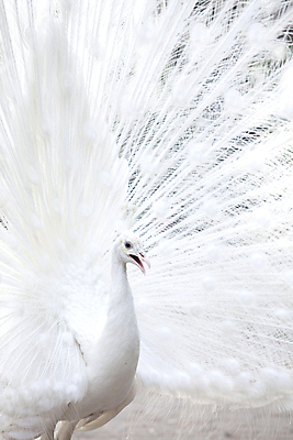 포토 JPG 해외이미지 1 공원 남자 야생동물 백그라운드 패턴 자연 조류 사람없음 야외 장식 가로 세로 컬러풀 머리 침묵 활발 펼침 흰색 우아함 공작 전시회 깃털 묘사 꼬리 부리 목 보여주기 꿩 고립 해외202004 해외포토 동물 공공시설 컬러 컨셉 무늬 모션 사람 신체부위 소리 전시 생태계 파일형식 이미지허브
