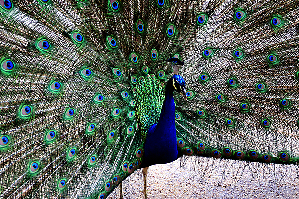 포토 JPG 해외이미지 동물 남자 야생동물 백그라운드 패턴 자연 조류 사람없음 초록색 파란색 컬러풀 머리 활발 우아함 공작 전시회 깃털 꼬리 부리 목 보여주기 웅장함 터키석 해외202004 해외포토 컬러 컨셉 무늬 모션 사람 신체부위 전시 보석 생태계 파일형식 이미지허브