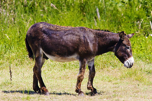 포토 JPG 해외이미지 동물 한마리 1 외관 유럽 농업 포유류 자연 사람없음 야외 가축 프랑스 당나귀 동물상 서유럽 프로방스 해외202004 해외포토 나라 산업 조형물 말_동물 생태계 파일형식 이미지허브