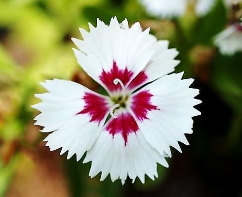 포토 JPG 해외이미지 식물 꽃잎 꽃 분홍색 꽃무늬 오렌지 자연 국화 사람없음 빨간색 여름 세트 컬러풀 장미 노란색 보라색 봄 활발 벚꽃 흰색 신선 개화 그룹 난초 변화 선택 백합 자르기 수집 달리아 제비꽃 묘사 코스모스 데이지 붓꽃 고립 섞기 아욱 많음 피튜니아 해외202004 해외포토 계절 컬러 컨셉 무늬 과일 모션 생태계 파일형식 이미지허브