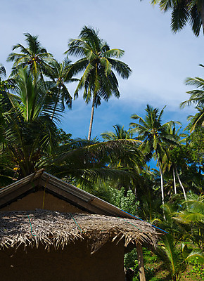 포토 JPG 해외이미지 나무 아시아 여행 자연 하늘 열대 손바닥 풍경 사람없음 초록색 파란색 정원 맑음 12월 내추럴 스리랑카 이국적 파라다이스 해외202004 해외포토 식물 손 나라 컬러 날씨 날짜 생태계 파일형식 이미지허브