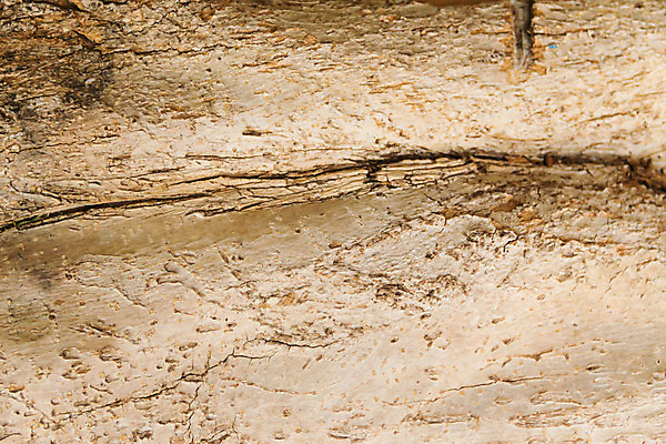 포토 JPG 해외이미지 나무 식물 선 백그라운드 패턴 자연 표면 추상 이끼 사람없음 목재 갈색 소나무 거친 숲 피부 묘사 질감 나무껍질 내추럴 옛날 해외202004 해외포토 컬러 무늬 재료 신체부위 껍질 생태계 파일형식 이미지허브