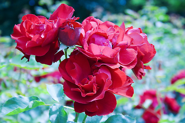 포토 JPG 해외이미지 공원 꽃 자연 사람없음 빨간색 초록색 장미 정원 흰색 해외202004 해외포토 식물 공공시설 컬러 생태계 파일형식 이미지허브