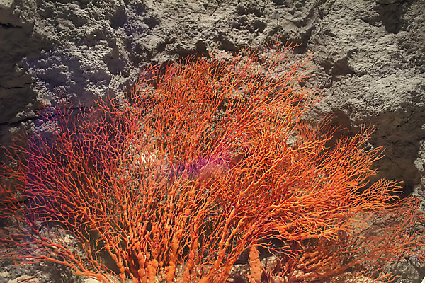 포토 JPG 해외이미지 동물 야생동물 바다 백그라운드 학교 자연 바닥 이집트 어류 사람없음 빨간색 물 파란색 빛 컬러풀 햇빛 태양 환경 수중 광선 산호 아래 생태계 소금 부드러움 암초 대서양 내추럴 소금물 식민지 이국적 해외202004 해외포토 자연요소 교육 컬러 아프리카 수중동물 감각 자포동물 방향 위치 파일형식 이미지허브