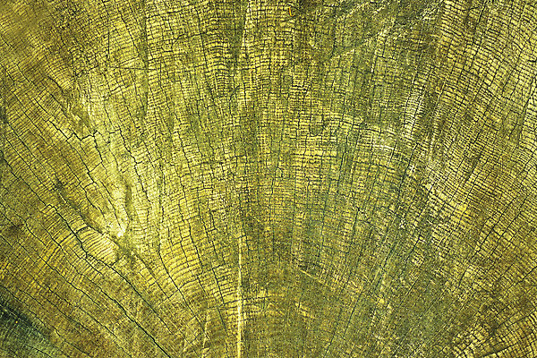 포토 JPG 해외이미지 모양 나무 식물 산업 조각 백그라운드 패턴 부분 자연 표면 날씨 추상 사람없음 목재 갈색 줄무늬 성장 죽음 반지 원형 거친 역사 널 숲 자르기 묘사 유기농 질감 통나무 나무껍질 잡동사니 내추럴 방법 수목 옛날 효과 해외202004 해외포토 도형 웰빙 컬러 무늬 재료 장신구 모션 껍질 생태계 파일형식 이미지허브