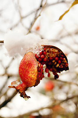 포토 JPG 해외이미지 사람없음 야외 아웃포커스 나뭇가지 눈 과수원 석류 석류나무 해외202004 해외포토 자연요소 나무 농업 과일 날씨 촬영기법 파일형식 이미지허브
