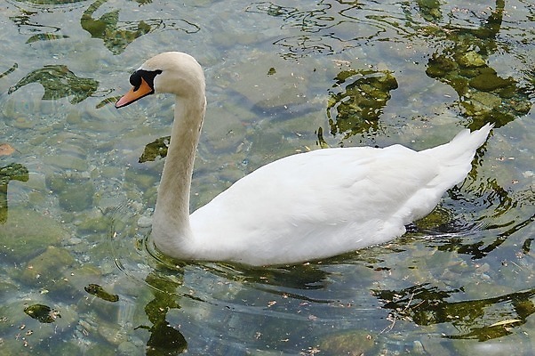 포토 JPG 해외이미지 동물 커플 야생동물 자연 조류 동물원 사람없음 야외 물 환경 깃털 백조 물새 동물상 해외202004 해외포토 자연요소 관계 조형물 생태계 파일형식 이미지허브
