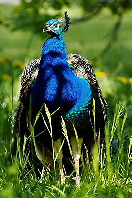 포토 JPG 해외이미지 동물 1 남자 야생동물 자연 조류 왕관 사람없음 야외 초록색 파란색 농장 머리 흰색 우아함 공작 깃털 부리 땅바닥 해외202004 해외포토 컬러 컨셉 농업 바닥 사람 신체부위 생태계 파일형식 이미지허브