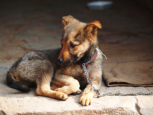 포토 JPG 해외이미지 동물 포유류 거리 사람없음 반려동물 갈색 검은색 슬픔 개 강아지 고독 작음 무서움 버리기 헬프 해외202004 해외포토 감정 컬러 모션 도움 크기 파일형식 이미지허브