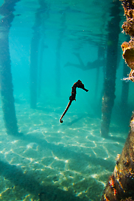 포토 JPG 해외이미지 동물 모래 바다 자연 어류 사람없음 항구 수중 중앙아메리카 산호 방파제 동물상 온두라스 해외202004 해외포토 공공시설 교통시설 아메리카 조형물 수중동물 자포동물 생태계 파일형식 이미지허브