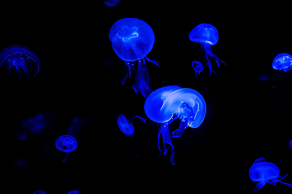 포토 JPG 해외이미지 여러마리 사람없음 파란색 바닷속 수중동물 자포동물 해파리 해외202004 해외포토 동물 컬러 다수 수중 파일형식 이미지허브