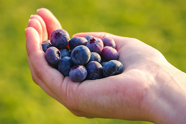 포토 JPG 해외이미지 백인 모델 1 라이프스타일 손 여자 열매 음식 백그라운드 과일 자연 건강 서기 사람 성인 사람없음 야외 여름 파란색 유행 정원 수확 흰색 신선 선택 달콤 맛 다발 유기농 블루베리 내추럴 숙성 진짜 많음 비건 해외202004 해외포토 서양인 식물 웰빙 계절 컬러 컨셉 농업 모션 생활 신체부위 생태계 채식주의자 파일형식 이미지허브