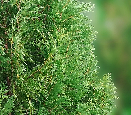 포토 JPG 해외이미지 나무 식물 계절 공원 백그라운드 잎 자연 사람없음 야외 초록색 정원 나뭇가지 신선 숲 묘사 질감 상록수 내추럴 해외202004 해외포토 공공시설 컬러 생태계 파일형식 이미지허브