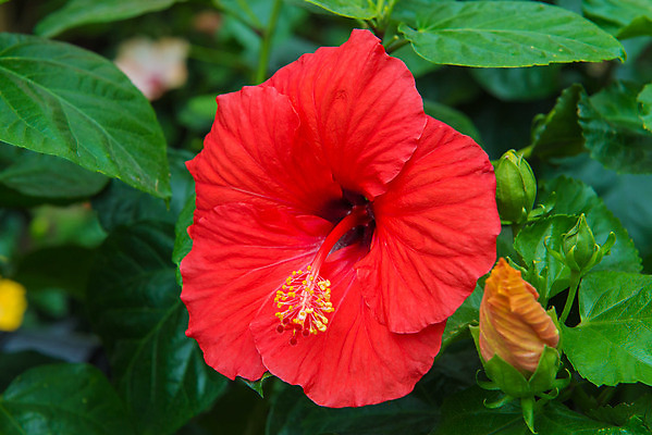 포토 JPG 해외이미지 주간 잎 자연 사람없음 야외 빨간색 히비스커스 해외202004 해외포토 자연요소 식물 꽃 컬러 생태계 파일형식 이미지허브