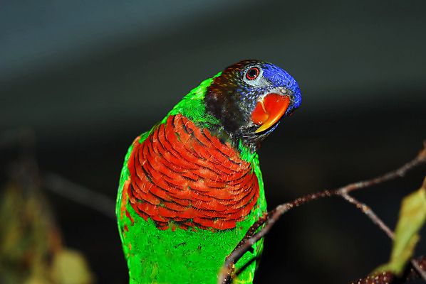 포토 JPG 해외이미지 야생동물 무지개 날개 오렌지 자연 조류 동물원 사람없음 빨간색 초록색 파란색 반려동물 컬러풀 노란색 나뭇가지 호주 깃털 부리 앵무새 내추럴 동물상 이국적 잉꼬 해외202004 해외포토 자연요소 나무 동물 컬러 과일 조형물 오세아니아 생태계 파일형식 이미지허브