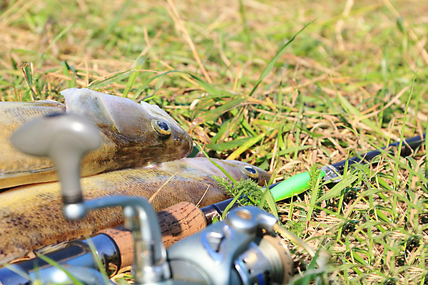 포토 JPG 해외이미지 동물 호수 야생동물 밧줄 음식 스포츠 자연 낚시 휴식 어류 취미 사람없음 야외 초록색 여름 강 가을 신선 잡기 닫기 치아 눈금 육식동물 실타래 어장 기어 미끼 턱 흙더미 얼레 돌리기 민물 해외202004 해외포토 계절 줄 컬러 컨셉 모션 레저 수중동물 흙 소화기관 생태계 파일형식 더미 이미지허브