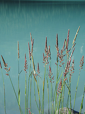 포토 JPG 해외이미지 주간 식물 꽃 호수 선 자연 사람없음 세로 초록색 물 파란색 반사 평화 신선 칼날 신비 유기농 터키석 그리너리 해외202004 해외포토 자연요소 웰빙 컬러 컨셉 보석 생태계 파일형식 트랜드컬러 이미지허브