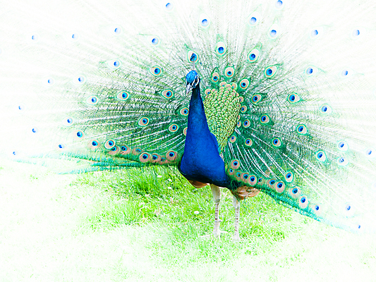 포토 JPG 해외이미지 동물 남자 야생동물 백그라운드 패턴 자연 조류 기술 동물원 사람없음 가로 초록색 파란색 빛 컬러풀 머리 활발 펼침 흰색 의식 가장자리 우아함 공작 깃털 묘사 꼬리 부리 목 보여주기 꿩 수탉 내추럴 멀티 방사형 웅장함 터키석 해외202004 해외포토 컬러 컨셉 무늬 모션 사람 신체부위 닭 둘레 보석 수컷 생태계 파일형식 이미지허브