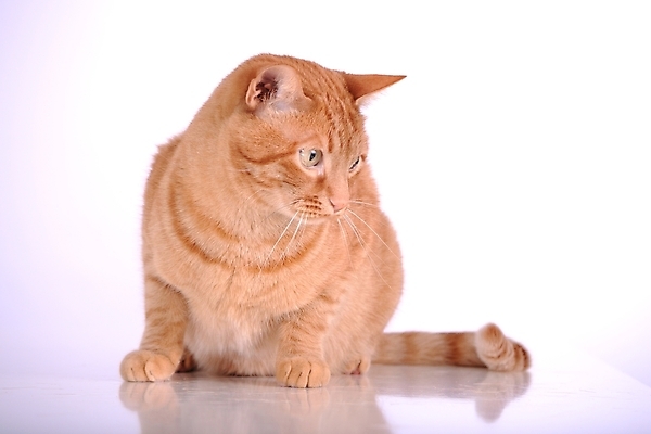 포토 JPG 해외이미지 동물 캐릭터 학생 응시 얼굴 포유류 털 사람없음 초록색 빛 반려동물 머리 고양이 회색 흰색 관찰 닫기 모피 코 부드러움 양모 경보 고립 주목 제의 해외202004 해외포토 시선 컬러 모션 신체부위 직물 감각 파일형식 이미지허브