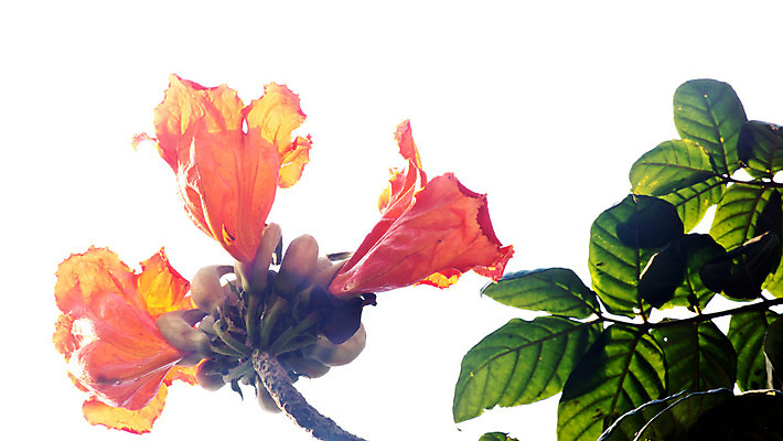 포토 JPG 해외이미지 나무 식물 꽃 백그라운드 오렌지 하늘 사람없음 장식 빨간색 파란색 중국 튤립 나뭇가지 개화 내추럴 해외202004 해외포토 아시아 컬러 과일 파일형식 이미지허브