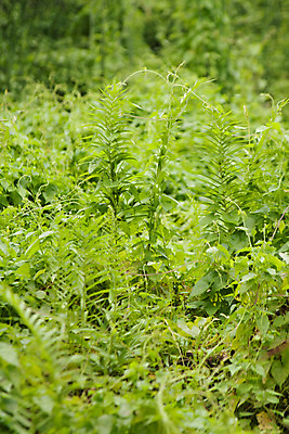 포토 JPG 해외이미지 나무 식물 종교 백그라운드 잎 자연 추상 미술 사람없음 초록색 태양 환경 정원 맑음 봄 나뭇가지 닫기 묘사 사인 만족 질감 정사각형 옛날 해외202004 해외포토 자연요소 도형 계절 감정 컬러 무늬 모션 날씨 문화예술 생태계 파일형식 이미지허브