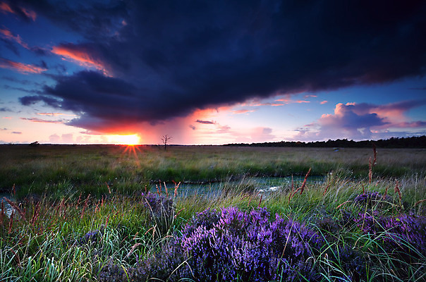 포토 JPG 해외이미지 모양 식물 구름 계절 꽃 별 분홍색 밭 오렌지 자연 하늘 날씨 풍경 사람없음 야외 빨간색 초록색 여름 파란색 빛 햇빛 태양 일출 보라색 어둠 일몰 들꽃 시골 개화 습지 제비꽃 네덜란드 폭풍 뇌우 변소 샤워실 수평선 해외202004 해외포토 자연요소 유럽 컬러 농업 과일 노을 생태계 샤워시설 파일형식 이미지허브
