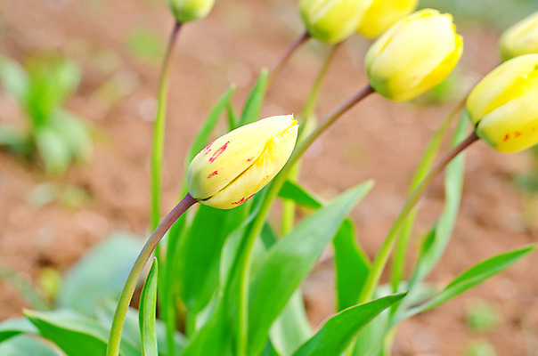 포토 JPG 해외이미지 식물 계절 공원 기념일 꽃잎 꽃 꽃다발 백그라운드 잎 꽃무늬 밭 오렌지 자연 하늘 추상 부활절 사람없음 초록색 빛 컬러풀 햇빛 태양 노란색 정원 맑음 봄 튤립 벚꽃 인사 신선 4월 5월 네덜란드 내추럴 블러 해외202004 해외포토 자연요소 공공시설 유럽 컬러 무늬 농업 과일 날씨 이벤트 예절 날짜 생태계 파일형식 이미지허브