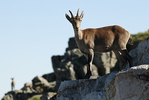 포토 JPG 해외이미지 동물 유럽 포유류 자연 염소 산 뿔 종류 사람없음 갈색 평화 환경 트래킹 하이킹 사막 가을 관찰 트로피 사냥 서식지 내추럴 산악지대 동물상 무료 스페인어 해외202004 해외포토 계절 나라 컬러 컨셉 모션 레저 조형물 상_우승 생태계 파일형식 이미지허브