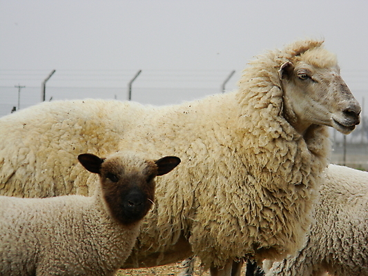 포토 JPG 해외이미지 주간 새끼 세마리 사람없음 야외 울타리 목장 양 방목 흐림 양목장 해외202004 해외포토 자연요소 동물 포유류 날씨 3 담장 축산업 파일형식 이미지허브