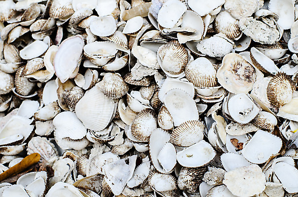 포토 JPG 해외이미지 모래 바다 여행 백그라운드 패턴 자연 추상 휴가 조개 건조 사람없음 검은색 수중 어둠 껍질 흰색 산호 수집 질감 달팽이 찢어짐 그런지 해외202004 해외포토 컬러 무늬 모션 어패류 연체동물 자포동물 생태계 파일형식 이미지허브