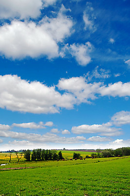 포토 JPG 해외이미지 나무 식물 동물 구름 밭 농업 자연 하늘 풍경 사람없음 초록색 여름 파란색 컬러풀 농장 농경지 우주 환경 맑음 봄 성장 흰색 시골 신선 소 고독 작음 장면 지역 내추럴 고립 밭일 해외202004 해외포토 자연요소 계절 감정 산업 컬러 포유류 날씨 크기 생태계 파일형식 이미지허브