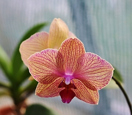 포토 JPG 해외이미지 식물 디자인 꽃 분홍색 꽃무늬 자연 사람없음 장식 초록색 스파 벚꽃 난초 우아함 아로마 해외202004 해외포토 컬러 컨셉 무늬 생태계 파일형식 이미지허브