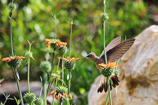 포토 JPG 해외이미지 꽃 야생동물 조류 사람없음 아웃포커스 벌새 해외202004 해외포토 식물 동물 촬영기법 파일형식 이미지허브