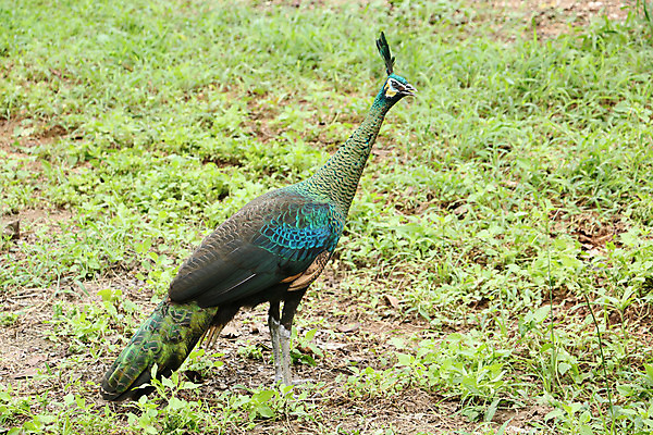 포토 JPG 해외이미지 나무 동물 1 야생동물 백그라운드 잎 오렌지 노래 자연 조류 휴식 종류 앉기 사람없음 야외 빨간색 초록색 여름 파란색 우주 봄 회색 바위 흰색 나뭇가지 공작 묘사 싱글 생물학 서식지 생태학 해외202004 해외포토 식물 계절 교육 음악 컬러 컨셉 과일 모션 돌_바위 생태계 파일형식 이미지허브