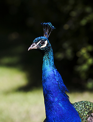 포토 JPG 해외이미지 야생동물 패턴 자연 조류 사람없음 컬러풀 공작 깃털 이국적 터키석 해외202004 해외포토 동물 컬러 무늬 보석 생태계 파일형식 이미지허브