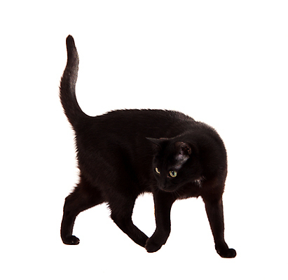 포토 JPG 해외이미지 동물 응시 백그라운드 포유류 자연 수염 털 사람없음 반려동물 검은색 고양이 줄무늬 우정 흰색 달콤 맛 핥기 작음 큼 배고픔 묘사 호기심 꼬리 귀 부드러움 고립 발톱 해외202004 해외포토 시선 감정 컬러 컨셉 무늬 모션 발 신체부위 친구 감각 크기 생태계 파일형식 이미지허브