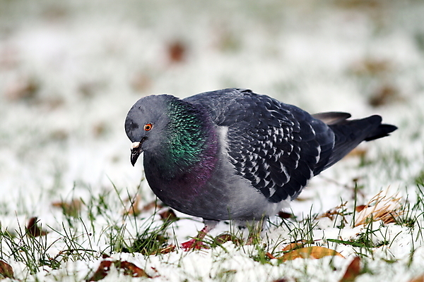 포토 JPG 해외이미지 동물 1 계절 공원 야생동물 음식 겨울 자연 조류 사람없음 야외 머리 평화 회색 추위 흰색 땅 배고픔 깃털 검색 만족 싱글 비둘기 서리 부리 장면 서식지 동물상 땅바닥 혼자 해외202004 해외포토 공공시설 감정 컬러 컨셉 바닥 신체부위 조형물 생태계 파일형식 이미지허브