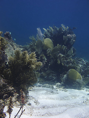 포토 JPG 해외이미지 스포츠 바다 여행 휴가 멕시코 사람없음 야외 물 파란색 컬러풀 수중 침묵 틈 산호 잠수부 언덕 암초 대서양 깊이 이국적 터키석 해외202004 해외포토 자연요소 컬러 북아메리카 소리 자포동물 전문직 보석 파일형식 이미지허브