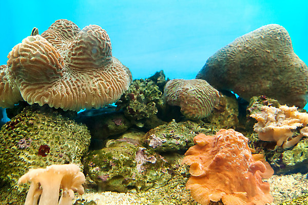 포토 JPG 해외이미지 동물 야생동물 바다 백그라운드 관계 자연 어류 사람없음 물 환경 바닷속 수중 다양 산호 암초 수족관 촉수 멀티 소금물 아네모네 이국적 해외202004 해외포토 자연요소 꽃 다수 수중동물 자포동물 생태계 파일형식 이미지허브