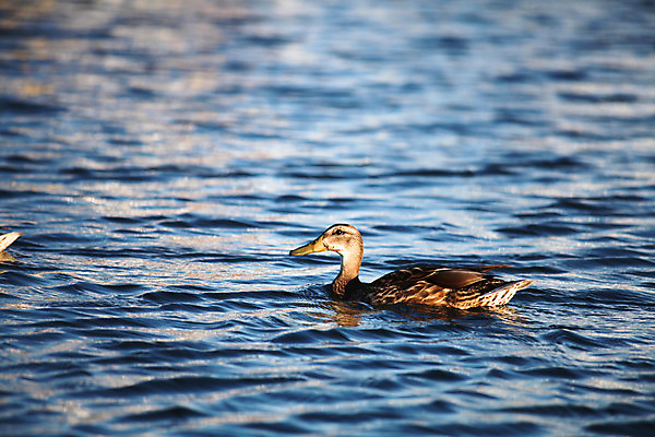 포토 JPG 해외이미지 여자 바다 조류 오리 사람없음 파란색 철새 청둥오리 해외202004 해외포토 동물 컬러 사람 파일형식 이미지허브