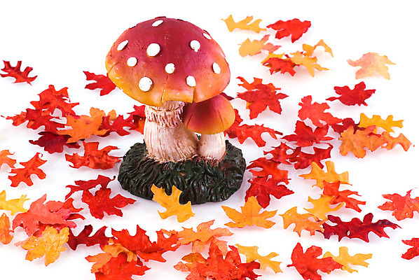 포토 JPG 해외이미지 계절 백그라운드 잎 자연 사람없음 컬러풀 버섯 가을 흰색 해외202004 해외포토 식물 컬러 생태계 파일형식 이미지허브