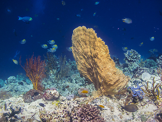포토 JPG 해외이미지 동물 야생동물 파도 바다 여행 자연 휴가 휴식 건강 이집트 어류 사람없음 물 파란색 컬러풀 태양 수중 꿈 보트 산호 보호 다이빙 지느러미 암초 깊이 이국적 해외202004 해외포토 자연요소 컬러 컨셉 배_교통 아프리카 수영 수중동물 자포동물 생태계 수중스포츠 파일형식 이미지허브
