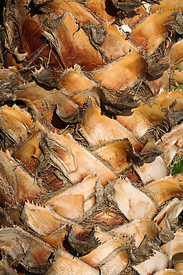 포토 JPG 해외이미지 나무 식물 선 줄기 백그라운드 패턴 자연 벽지 프레임 손바닥 사람 사람없음 야외 목재 세로 여름 갈색 정원 금지 성장 가득함 묘사 유기농 질감 나무껍질 내추럴 옛날 이국적 해외202004 해외포토 손 웰빙 계절 컬러 무늬 재료 껍질 생태계 파일형식 이미지허브