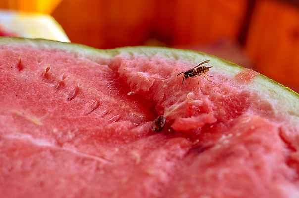 포토 JPG 해외이미지 식물 동물 음식 곤충 백그라운드 날개 다이어트 과일 자연 수박 씨앗 사람없음 야외 빨간색 물 여름 노란색 정원 식사 줄무늬 신선 닫기 달콤 말벌 위험 작음 자르기 벌 먹기 묘사 찌르기 동물상 해외202004 해외포토 자연요소 계절 컬러 컨셉 무늬 모션 건강 조형물 맛 벌_곤충 크기 생태계 파일형식 이미지허브